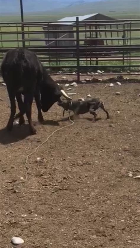 Catahoula X Blue Lacy