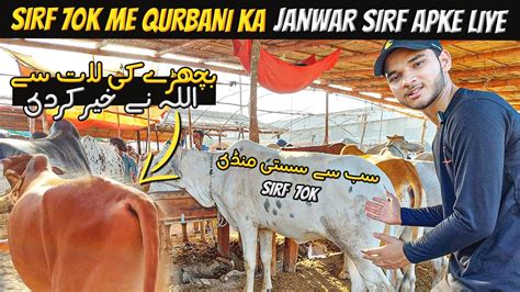 Lyari Bakra Cow Mandi Rates Updates Sab Se Sasti Mandi Cow