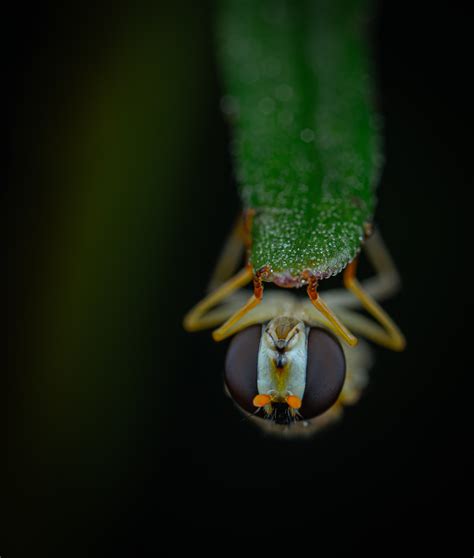 Green Insect · Free Stock Photo