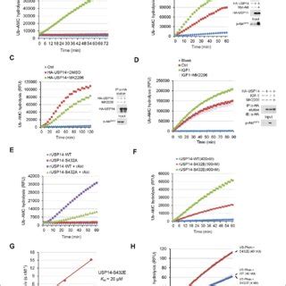 Structural Basis Of Ubiquitin Specific Protease Usp Activation