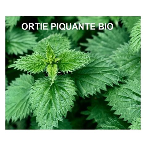 Plante Feuilles Ortie Piquante Bio Confort Articulaire Sachet De