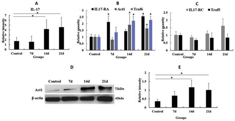 A Cantonensis Infection Enhances Mrna Expression Of Il 17a And 17ra