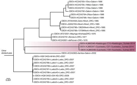 Phylogenetic Analysis Of Guinea 2014 EBOV Ebolavirus Outbreak PLOS