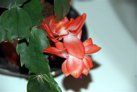 Schlumbergera X Buckleyi Christmas Cactus Leaf Flowering Cactus True Christmas Cactus