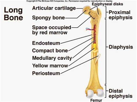 Anatomy Of A Typical Long Bone | MedicineBTG.com