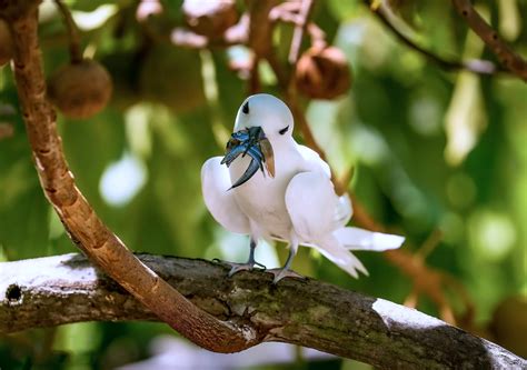 Honolulu A Seabirds Surprising Five Star Destination Hakai Magazine