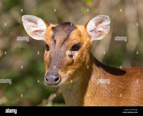 Reeves Muntjac Deer Close Up Stock Photo Alamy