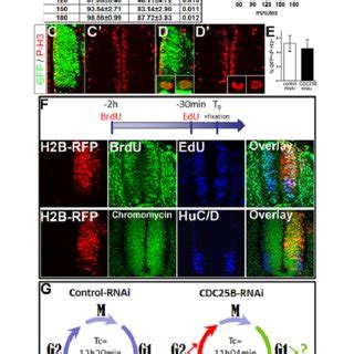 Cdc B Downregulation Impedes Neuronal Differentiation A K