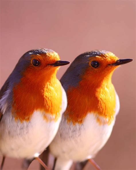 Male vs. Female Robins: 9 Main Differences Explained