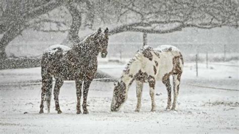 Satire, Peace, and the Mennonite Tradition - Friends Journal