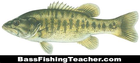 Guadalupe Bass Fishing - Bass Fishing Teacher