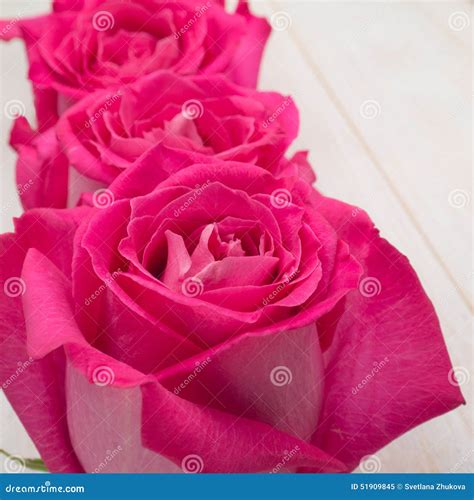 Pink hybrid tea roses stock image. Image of valentines - 51909845