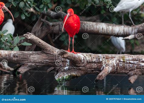 Ibis birds habitat stock photo. Image of jungle, rainforest - 269797664