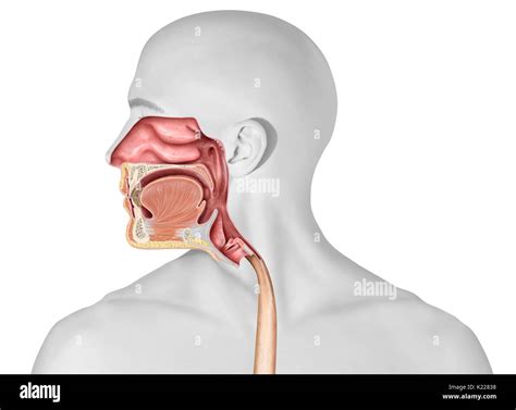 Anatomy Upper Digestive Hi Res Stock Photography And Images Alamy