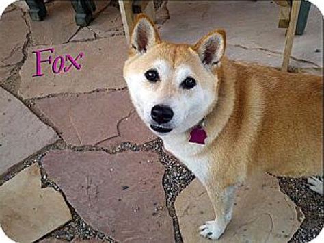 Cave Creek AZ Shiba Inu Meet Foxy A Pet For Adoption AdoptaPet