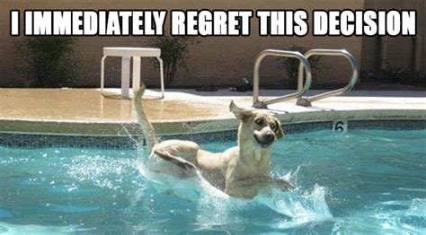 12 Dogs Failing Utterly At Being Cool By The Pool The Dog People By