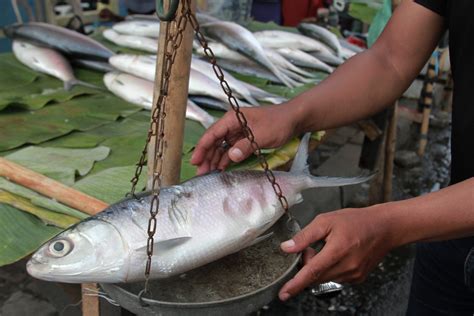 Ikan Bandeng Jumbo Khas Rawa Belong Jelang Imlek