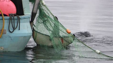 Killer whale pod rallies around orca trapped in fisherman's net | CBC News