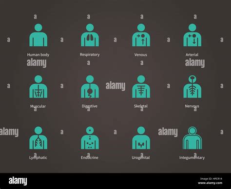 Anatomy Human Systems Icons Set Stock Vector Image And Art Alamy