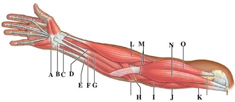 Arm Muscles Diagram | Quizlet