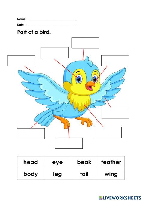 Part Of A Bird Worksheet