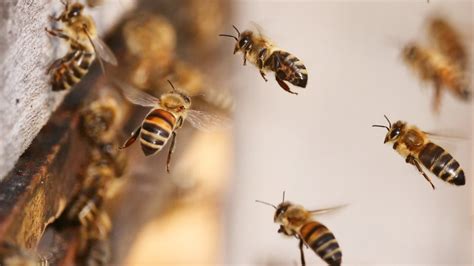 Hombre Muere Tras Ser Picado Por Abejas Y Avispas En Kentucky La Neta