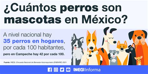 Gobierno De Sonora Quiere Reducir La Sobrepoblación Canina Con Estas Acciones Infobae