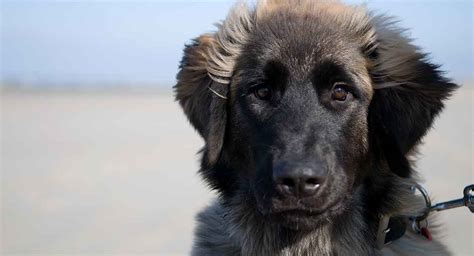 Leonberger Retriever Mix