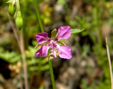 Clarkia Wildflowers (Farewell to Spring) : Photo Albums : SummitPost