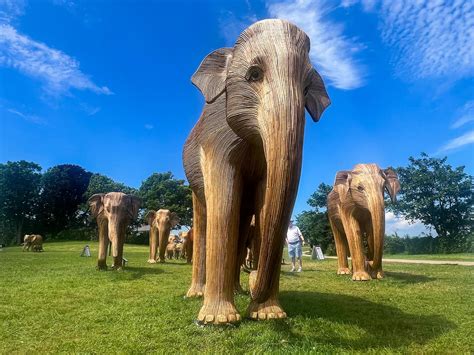 The Great Elephant Migration In Newport Ri Your Survival Guy