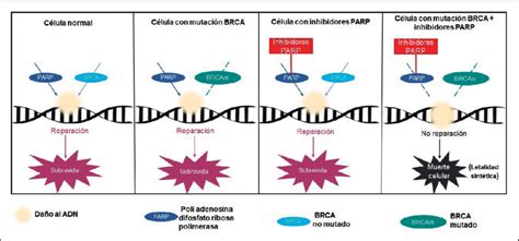 Mecanismo Acci N De Inhibidores Parp Poli Adenosina Difosfato Ribosa