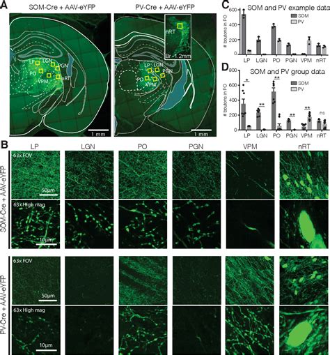 Figure 1 From Somatostatin Positive Neurons In The Reticular Thalamus Modulate Gamma Rhythms And