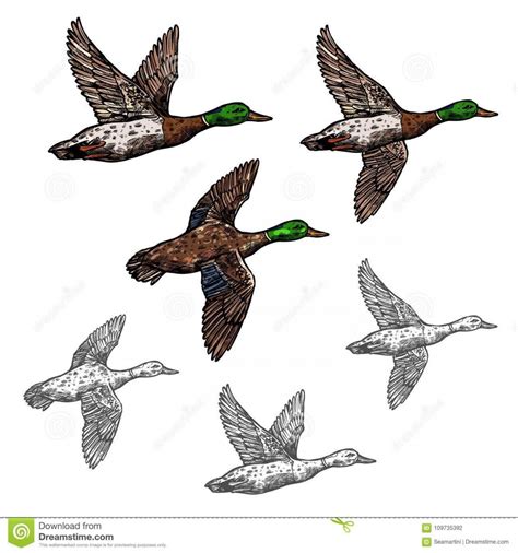 Flying Ducks Vector at Vectorified.com | Collection of Flying Ducks ...