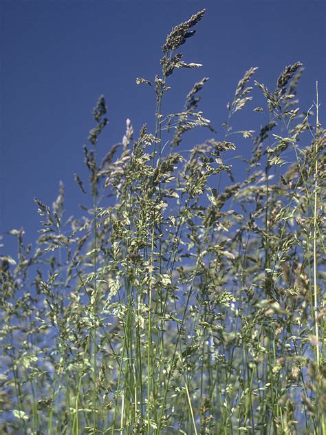 Kentucky Bluegrass Poa Pratensis