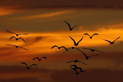 √ Sebutkan Ciri Khusus Yang Dimiliki Burung Saat Bergerak Terbang Wanjay