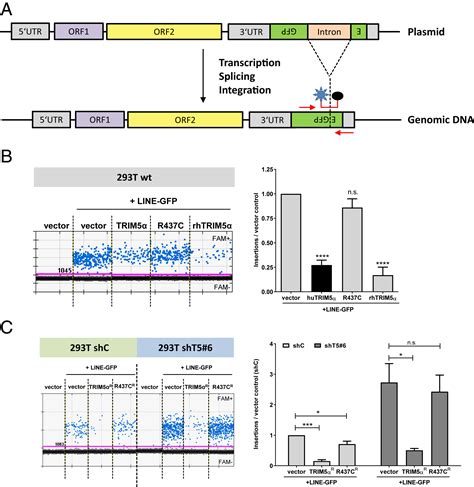 Human Trim Senses And Restricts Line Elements Pnas