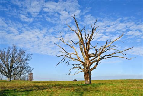 Dead Oak Tree Stock Photo Download Image Now Agricultural Field