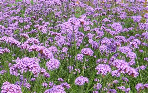 How To Propagate Verbena RayaGarden