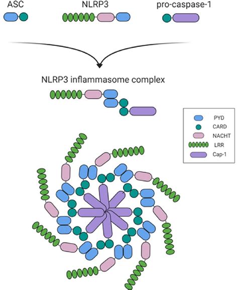 Inflammasome Activation Pathway