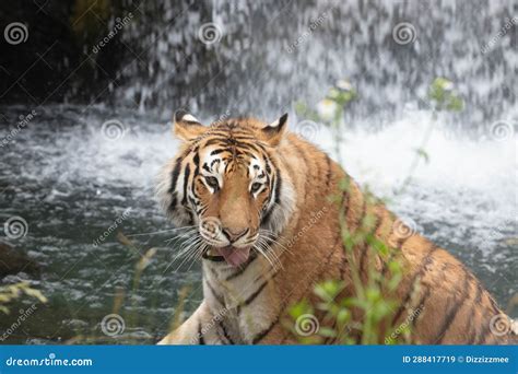 Close Up Siberian Tiger on the Yard Stock Image - Image of nature ...