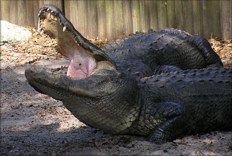 American Alligator Alligator Mississippiensis