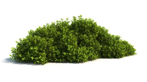 Bush Of Grass On A White Background D Illustration Bush Isolated On