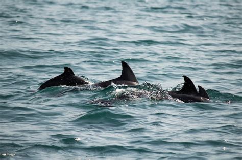 Una Bandada De Delfines Salvajes Nada En El Mar Negro Foto Premium