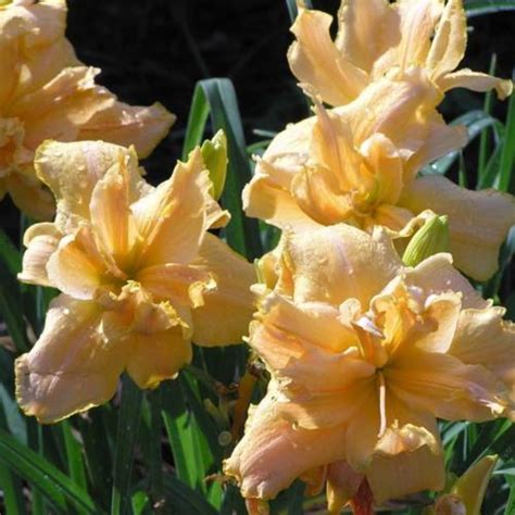 Daylily Hemerocallis Joyce Lee Brown In The Daylilies Database