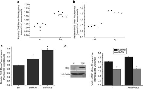 Ros Levels Are Regulated By Sirt3 Relative Levels Of Dihydroethidium