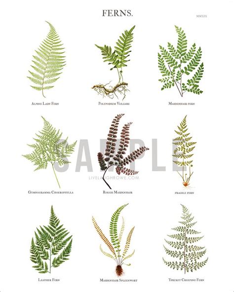 Fern Botanical Print Free 8x10 Fern Wall Art Botanical Prints