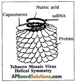 AP Inter 2nd Year Botany Question Paper March 2018 AP Board Solutions