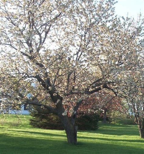 Rainier Cherry Tree Un Arbre Pour Mon Quartier