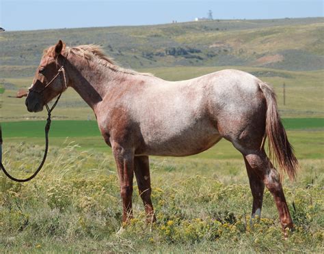 Aqha Filly By Magneticat Metallic Cat X Shining Spark Granddaughter