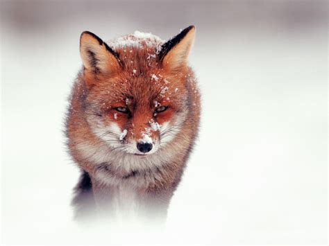 Cute Fox HD desktop wallpaper : Widescreen : High Definition : Fullscreen